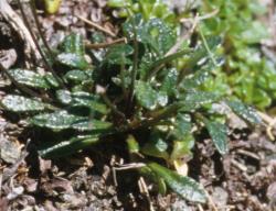 Cardamine sciaphila. Plant with green rosette leaves.
 Image: P.B. Heenan © Landcare Research 2019 CC BY 3.0 NZ